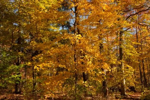 Autumn Landscape Stock Photos