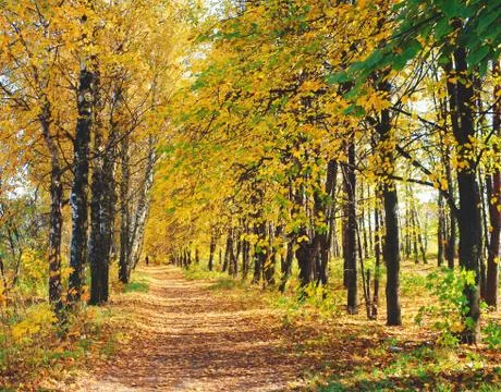 Autumn landscape Stock Photos