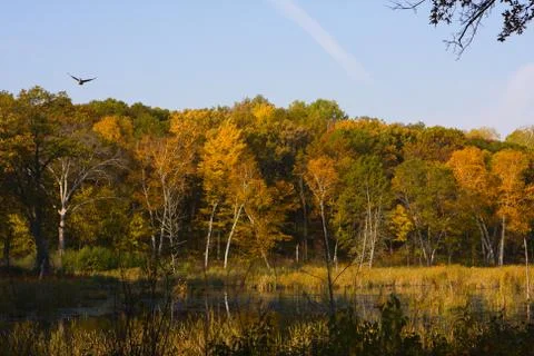 Autumn landscape. Stock Photos