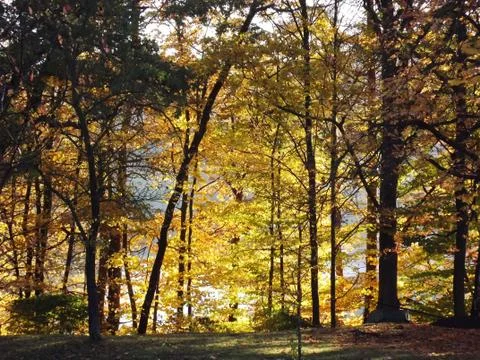 Autumn landscape Stock Photos