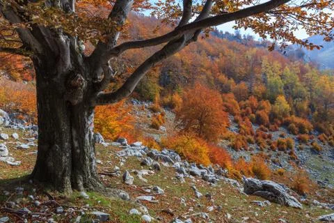 Autumn landscape Stock Photos