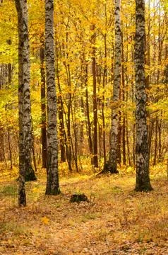 Autumn landscape Stock Photos