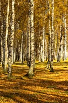 Autumn landscape Stock Photos