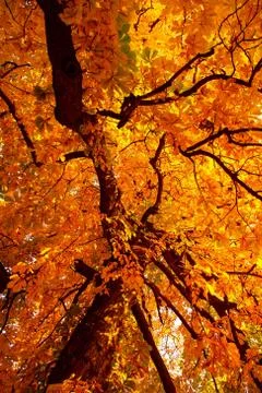Autumn landscape Stock Photos