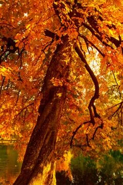 Autumn landscape Stock Photos