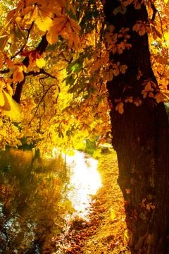 Autumn landscape Stock Photos