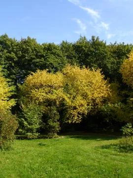 Autumn landscape Stock Photos
