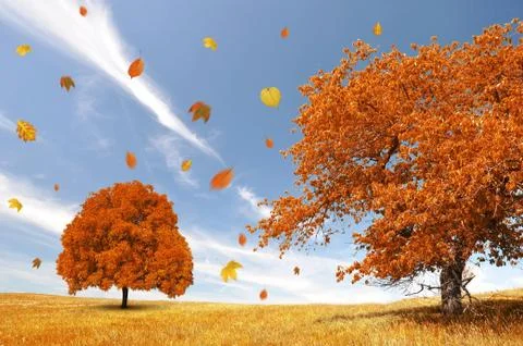 Autumn landscape Stock Photos