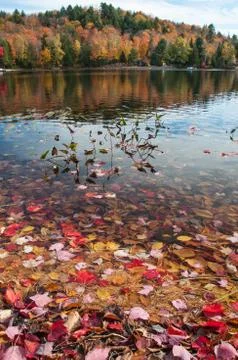 Autumn landscape Stock Photos