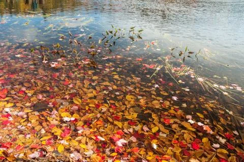 Autumn landscape Stock Photos