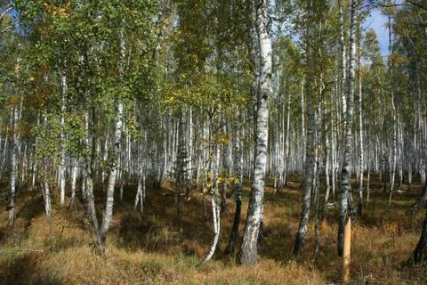 Autumn landscape Foto stock