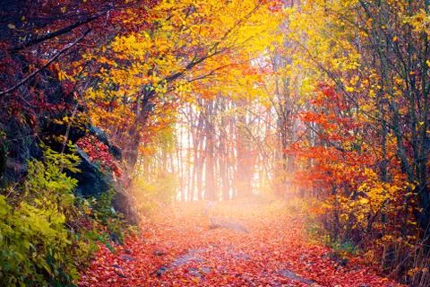 Autumn landscape Stock Photos