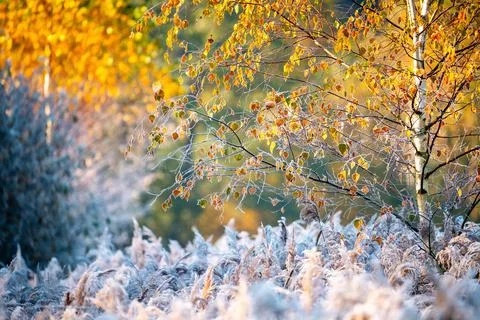 Autumn landscape Stock Photos