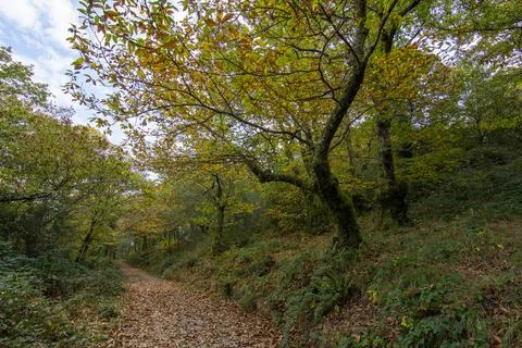 Autumn landscape Stock Photos