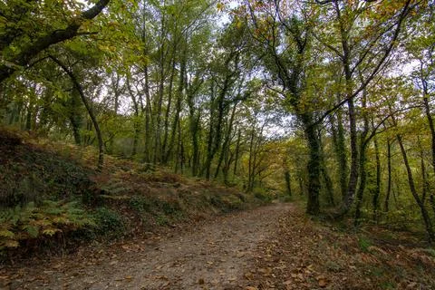 Autumn landscape Stock Photos