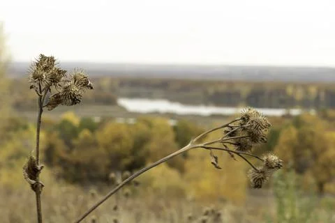 Autumn landscape. Stock Photos