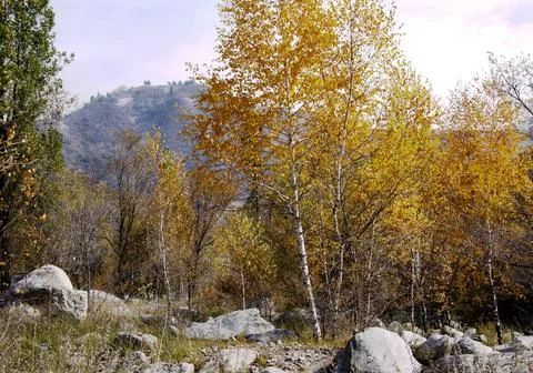 Autumn landscape Stock Photos