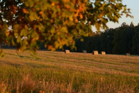 Autumn landscape Foto stock