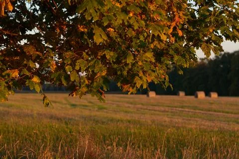 Autumn landscape Stock-Fotos