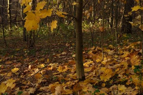 Autumn landscape 库存照片