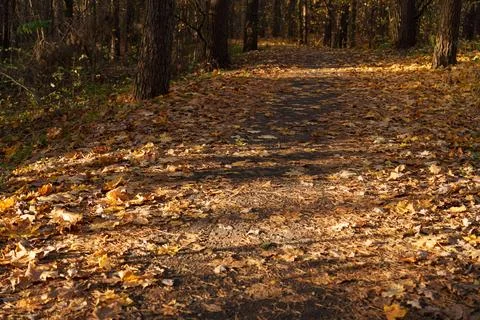 Autumn landscape 스톡 사진