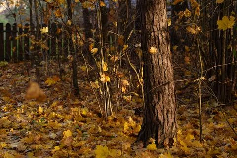 Autumn landscape 스톡 사진
