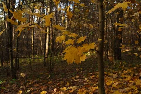 Autumn landscape Photos