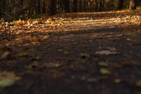 Autumn landscape Photos