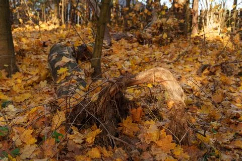 Autumn landscape Foto stock