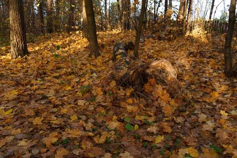Autumn landscape Photos