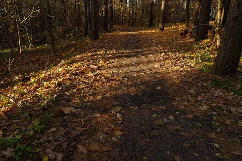 Autumn landscape 库存照片