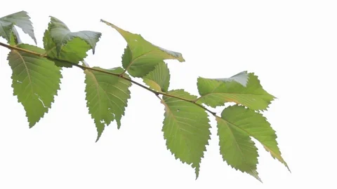 Autumn Landscape Plants Stock Footage 70286487
