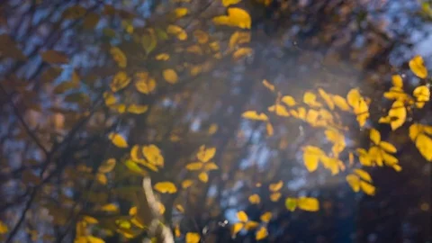 Autumn landscape. Rays of light through yellow leaves of trees Stock Footage 83073576