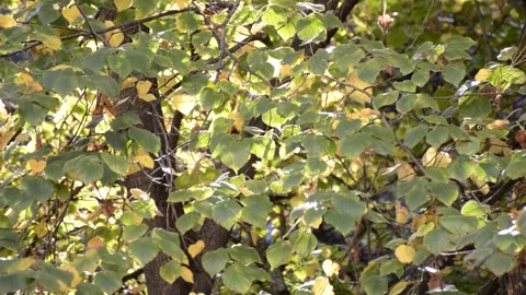 Autumn landscape. the rays of the sun break through the yellow autumn leaves Stock Footage 269392634