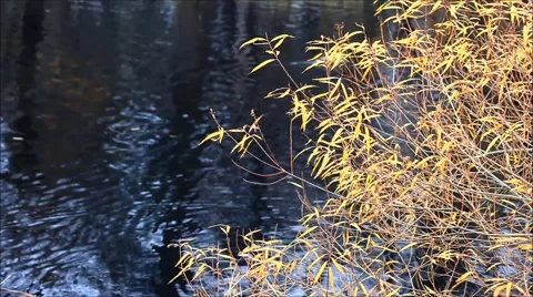 Autumn landscape with reflection in water Stock Footage 56699990