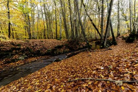 Autumn landscape with small river and ground covered by colorful leaves Stock Photos