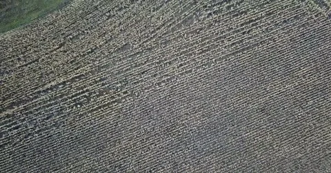 Autumn landscape at sunset Stock Footage 81463364