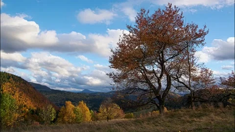 Autumn landscape, tree bent in the wind. Falling leaves. Clouds in the blue sky Stock Footage 194107848