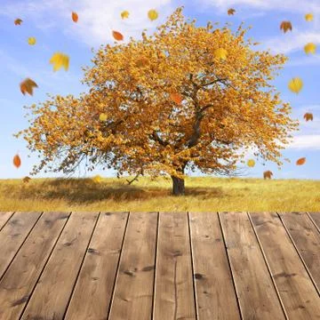 Autumn landscape with tree Stock Photos
