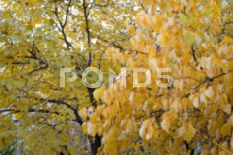 Autumn Landscape. trees and leaves out of focus, natural bokeh background. Stock Photos