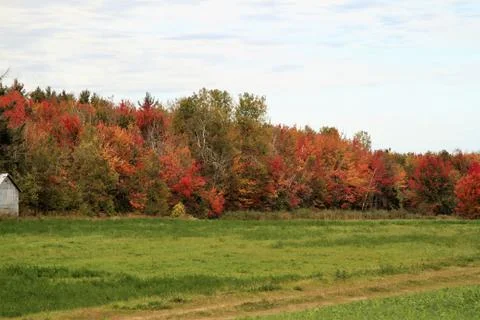 Autumn landscape with trees Stock Photos