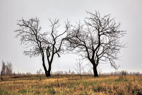 Autumn landscape. Two trees from which all the leaves have fallen stand again Stock Photos