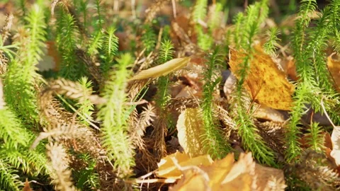 Autumn landscape. Yellow fallen tree leaves lie on green grass. Stock Footage 251659155