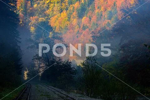 Autumn landscape with yellow trees. Colorful foliage in the forest. Falling Stock Photos
