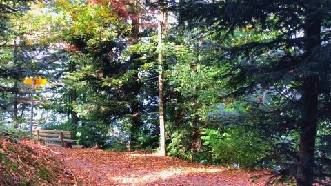 Autumn landscape.Cinematic Stock Footage 119290944