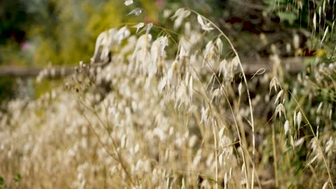 Autumn landscapes Stock Footage 157677076