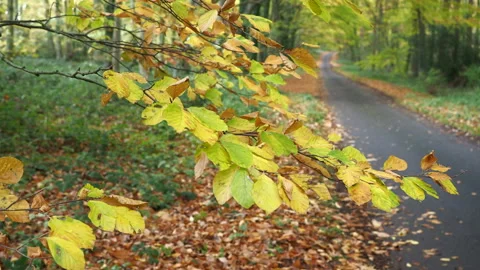 Autumn Lane 040 Stock Footage 167765875