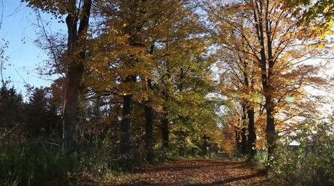 Autumn laneway Stock Footage 31831617
