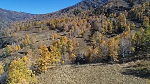 Autumn larch forest on a mountainside Stock Footage 123162802