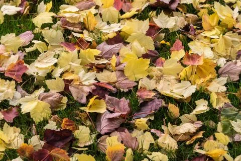 Autumn lawn with fallen down leaves. Stock Photos